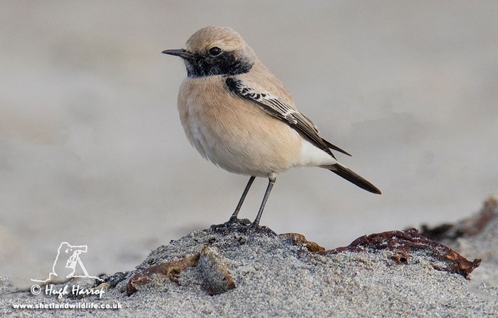 Desert Wheatear