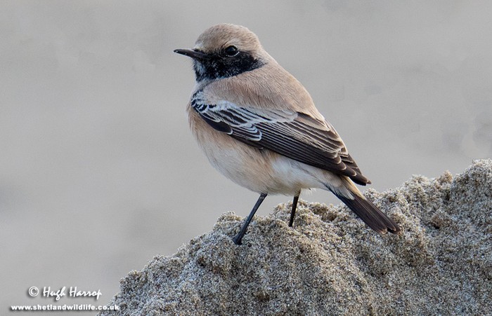 Desert Wheatear