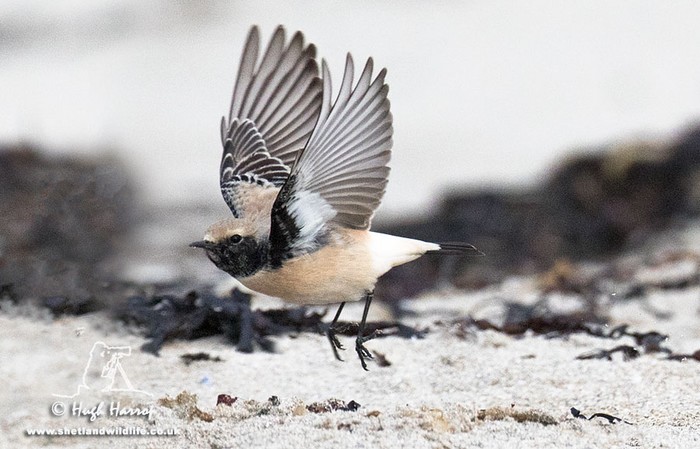 Desert Wheatear
