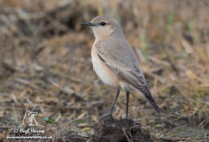 Isabelline Wheatear