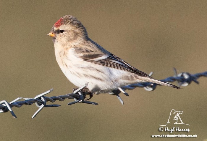 Coues's Arctic Redpoll