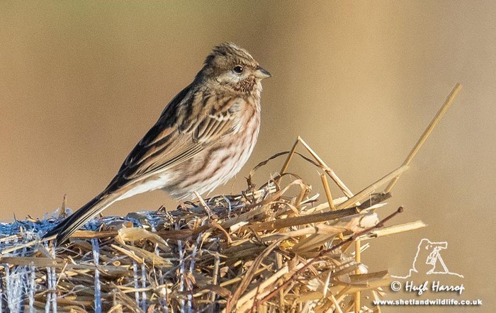 Pine Bunting