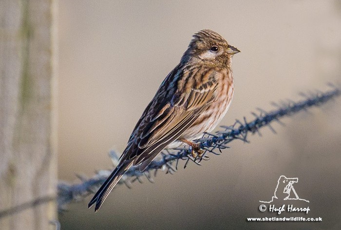 Pine Bunting
