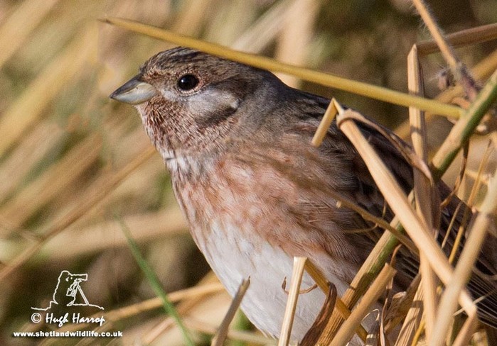 Pine Bunting