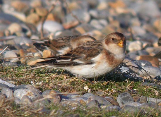 Snow Bunting