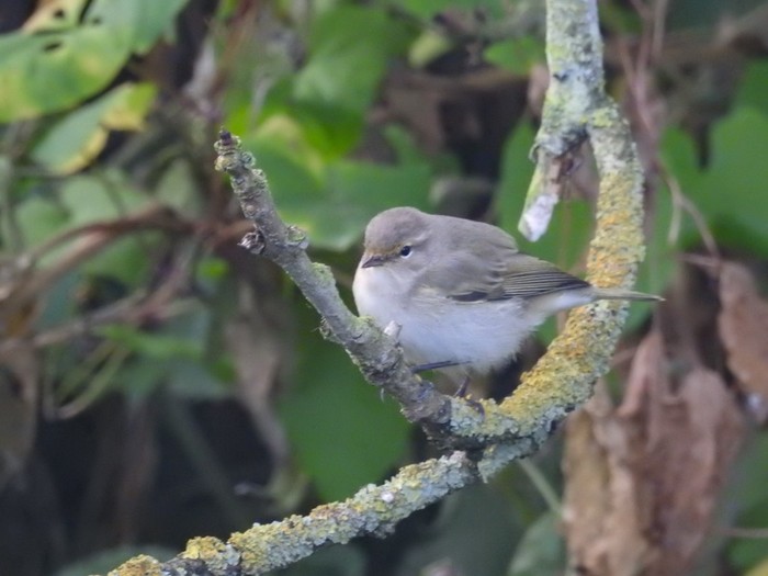 Siberian Chiffchaff