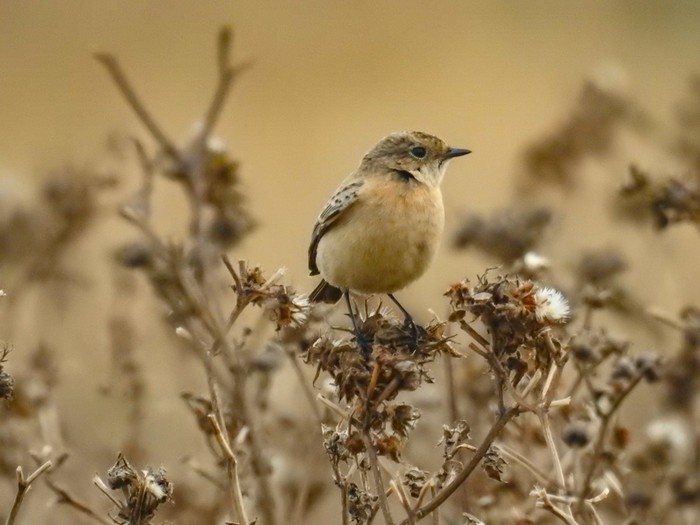 Siberian Stonechat