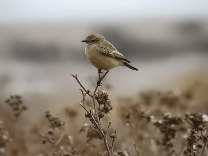 Siberian Stonechat