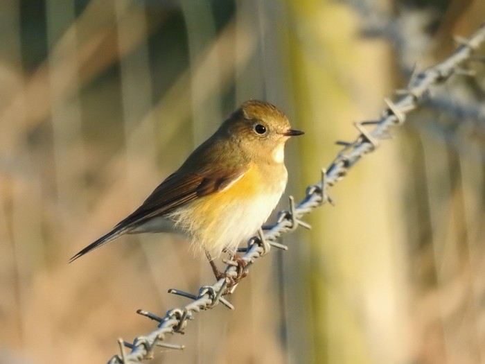 Red-flanked Bluetail