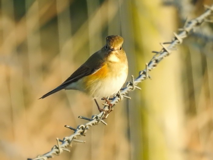 Red-flanked Bluetail