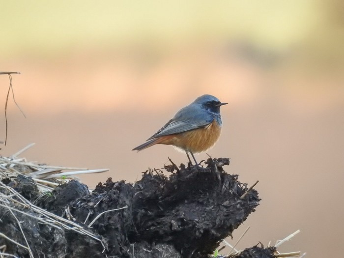 Eastern Black Redstart