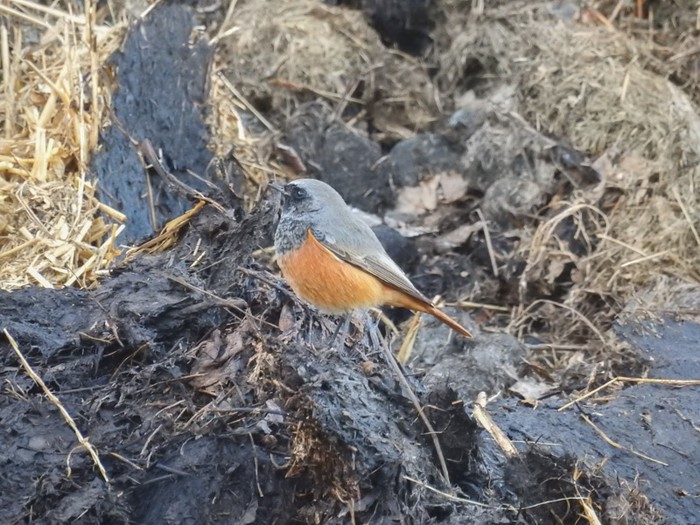 Eastern Black Redstart