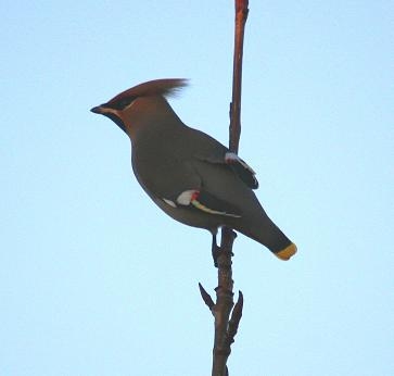 Waxwing
