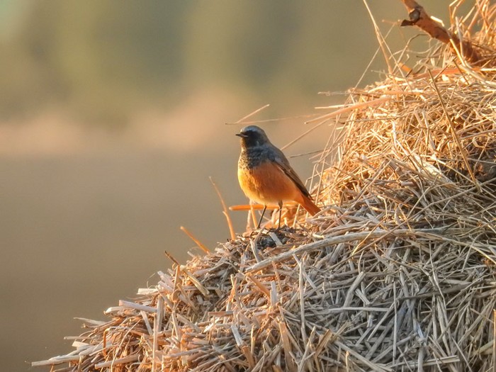 Eastern Black Redstart