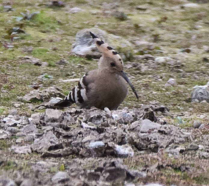 Hoopoe