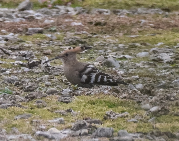 Hoopoe