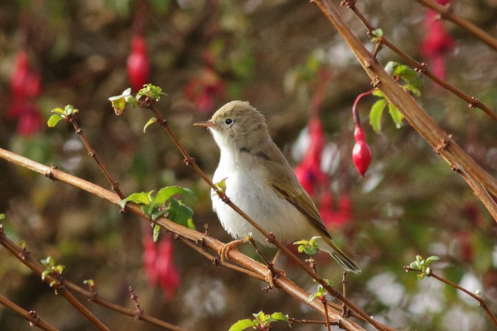 Western Bonelli's Warbler