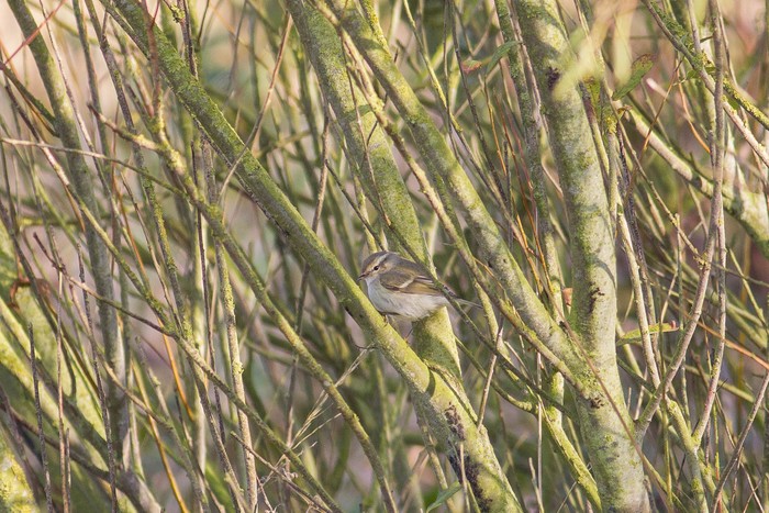 Hume's Yellow-browed Warbler