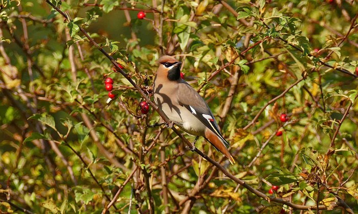 Waxwing