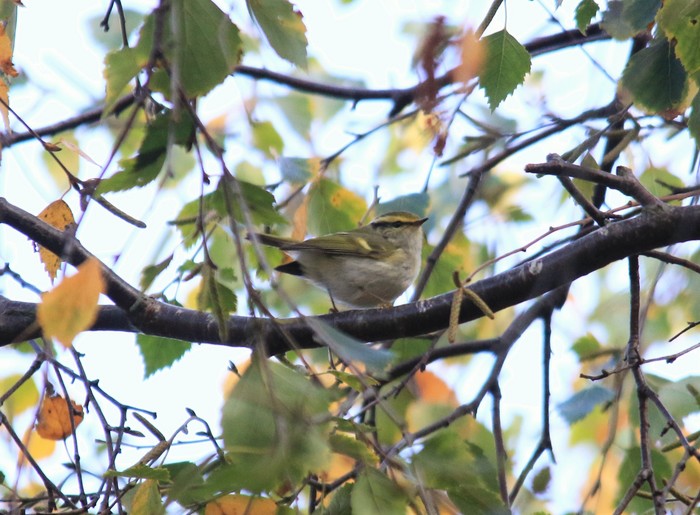Pallas's Warbler