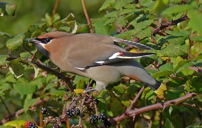 Waxwing