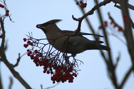 Waxwing