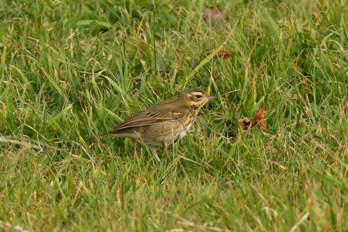 Olive-backed Pipit