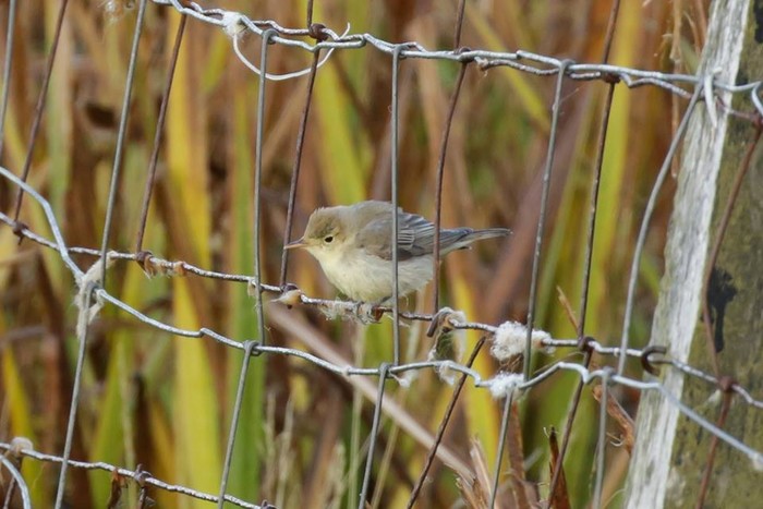Icterine Warbler