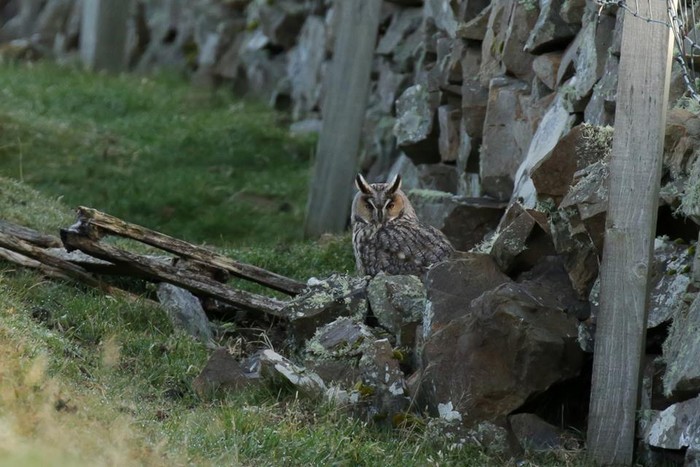Long-eared Owl