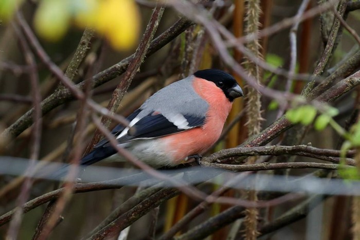 Northern Bullfinch