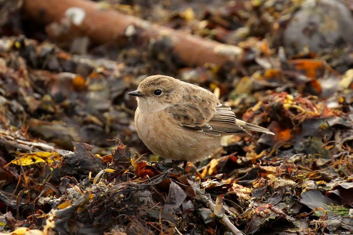 Siberian Stonechat
