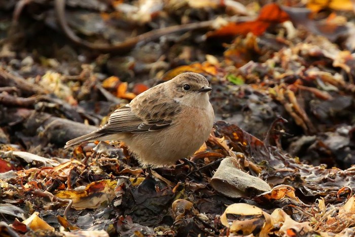 Siberian Stonechat
