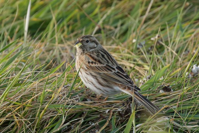 Pine Bunting
