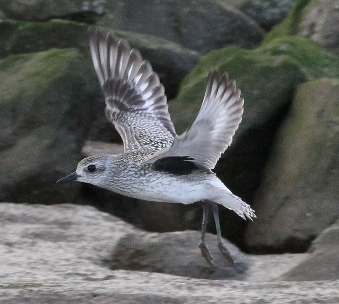 Grey Plover