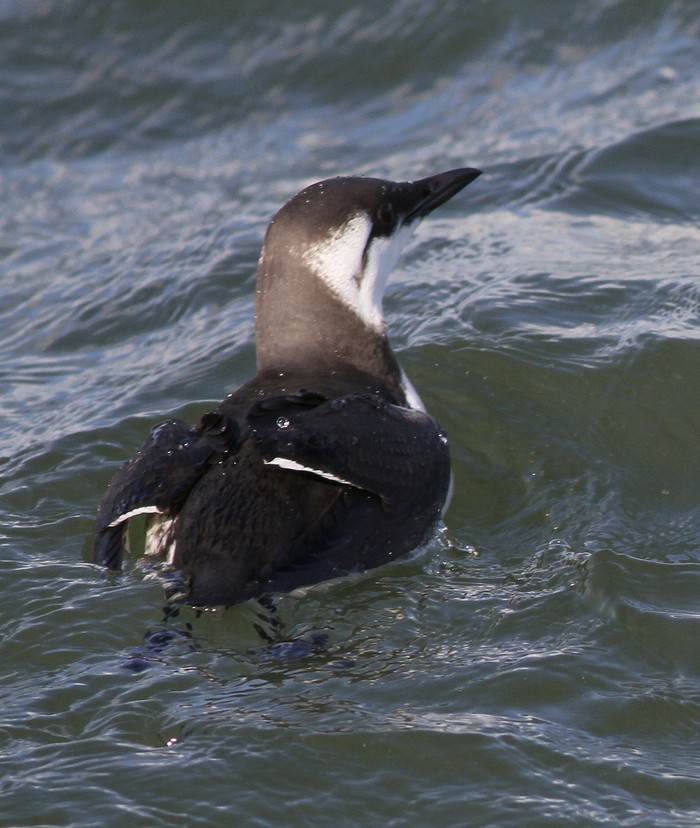 Guillemot
