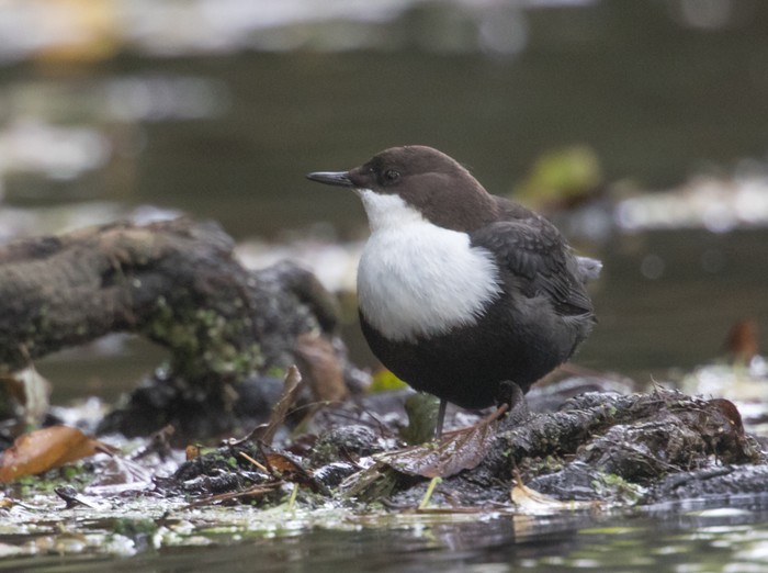 Black-bellied Dipper