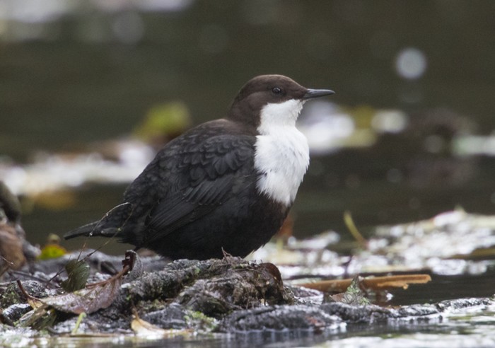Black-bellied Dipper