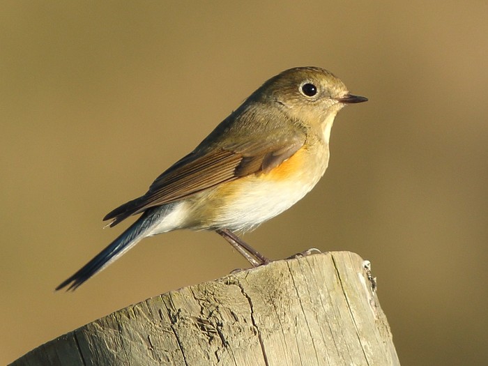 Red-flanked Bluetail