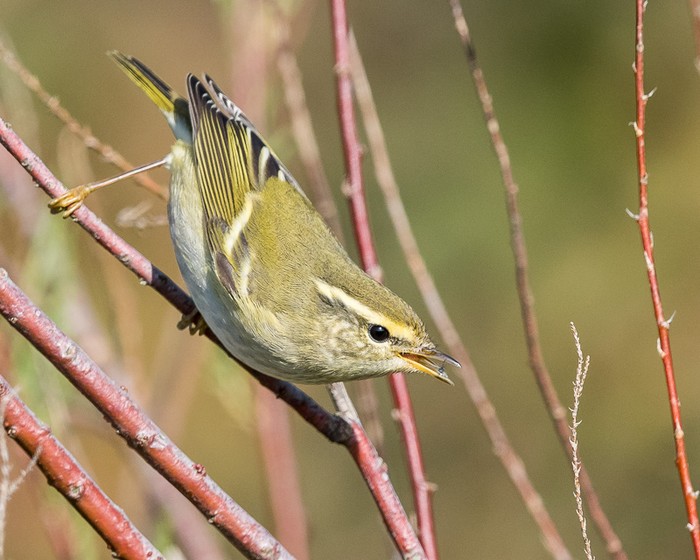 Yellow-browed Warbler