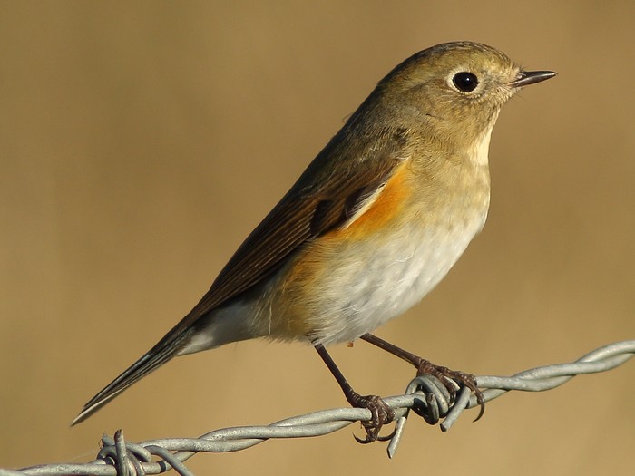 Red-flanked Bluetail