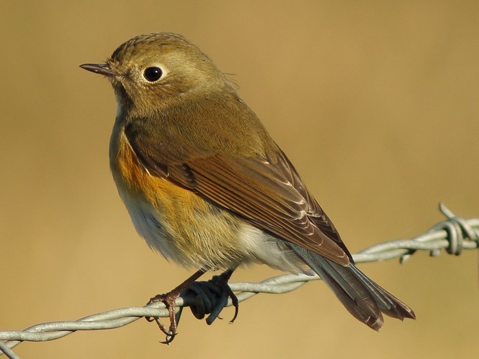 Red-flanked Bluetail