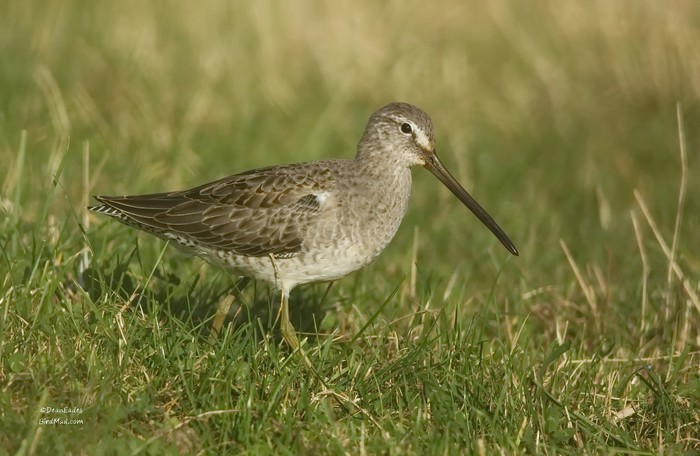 Long-billed Dowitcher