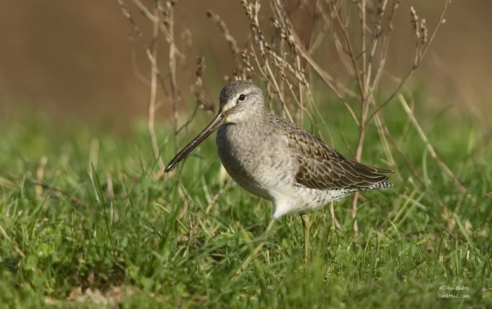 Long-billed dowitcher 