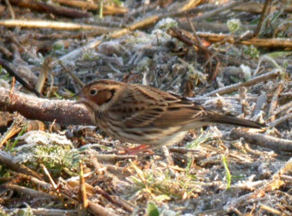 Little Bunting
