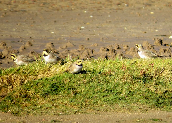 Shorelark