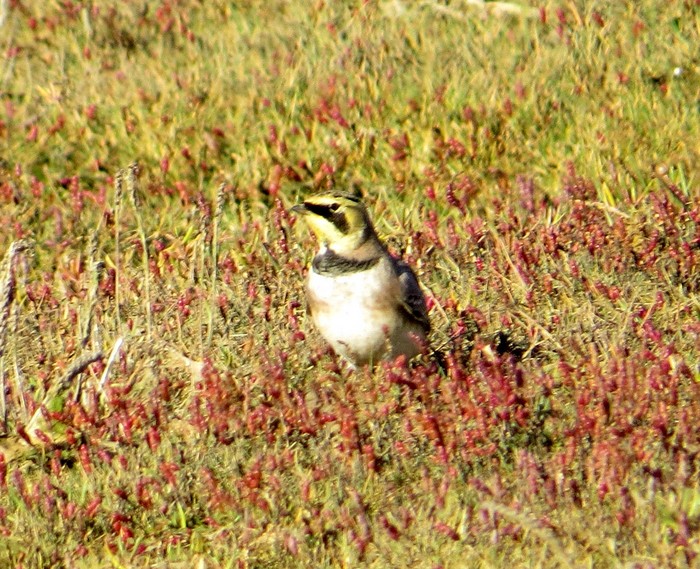 Shorelark