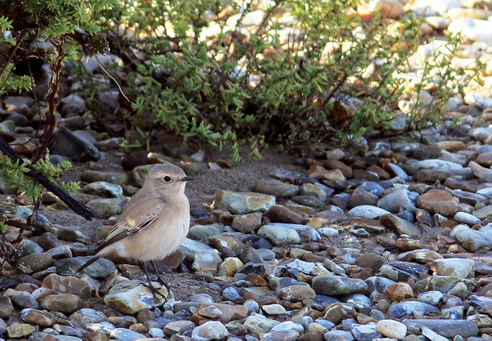 Desert Wheatear