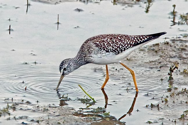Lesser Yellowlegs