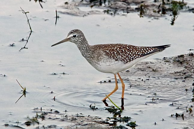 Lesser Yellowlegs