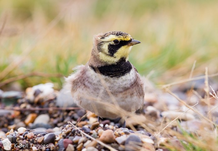 Shorelark